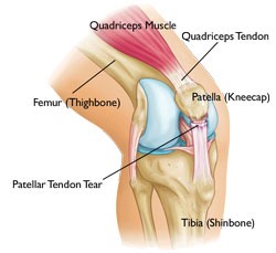 meniscus